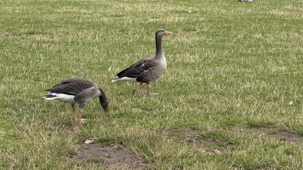 Two birds stood on the grass.